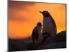 Gentoo Penguins Silhouetted at Sunset on Petermann Island, Antarctic Peninsula-Hugh Rose-Mounted Photographic Print