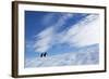 Gentoo Penguins standing on iceberg near Enterprise Island, Antarctica-Paul Souders-Framed Photographic Print