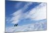 Gentoo Penguins standing on iceberg near Enterprise Island, Antarctica-Paul Souders-Mounted Photographic Print