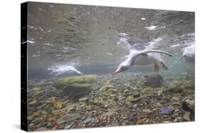 Gentoo Penguins Swimming on South Georgia Island-null-Stretched Canvas