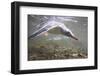 Gentoo Penguins Swimming on South Georgia Island-null-Framed Photographic Print