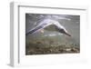 Gentoo Penguins Swimming on South Georgia Island-null-Framed Photographic Print