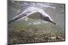 Gentoo Penguins Swimming on South Georgia Island-null-Mounted Photographic Print