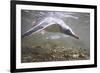 Gentoo Penguins Swimming on South Georgia Island-null-Framed Photographic Print