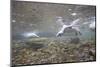 Gentoo Penguins Swimming on South Georgia Island-null-Mounted Photographic Print