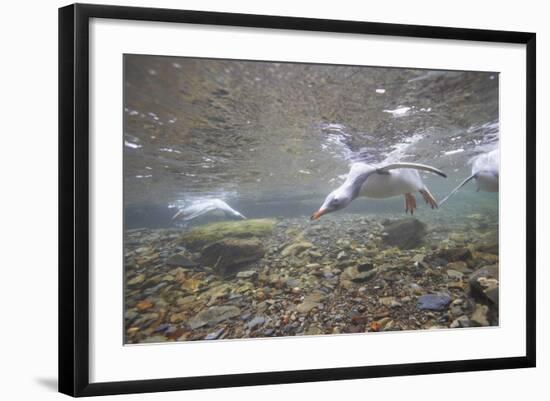 Gentoo Penguins Swimming on South Georgia Island-null-Framed Photographic Print