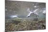 Gentoo Penguins Swimming on South Georgia Island-null-Mounted Photographic Print