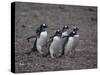 Gentoo Penguins Walking on Rocks-DLILLC-Stretched Canvas