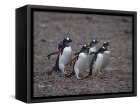 Gentoo Penguins Walking on Rocks-DLILLC-Framed Stretched Canvas