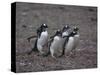 Gentoo Penguins Walking on Rocks-DLILLC-Stretched Canvas