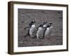 Gentoo Penguins Walking on Rocks-DLILLC-Framed Photographic Print