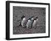 Gentoo Penguins Walking on Rocks-DLILLC-Framed Photographic Print