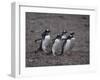 Gentoo Penguins Walking on Rocks-DLILLC-Framed Photographic Print