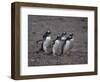 Gentoo Penguins Walking on Rocks-DLILLC-Framed Photographic Print