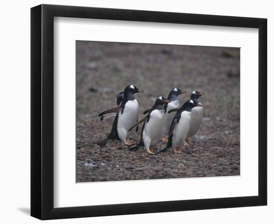 Gentoo Penguins Walking on Rocks-DLILLC-Framed Photographic Print