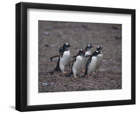 Gentoo Penguins Walking on Rocks-DLILLC-Framed Photographic Print