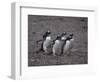 Gentoo Penguins Walking on Rocks-DLILLC-Framed Photographic Print