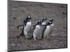 Gentoo Penguins Walking on Rocks-DLILLC-Mounted Photographic Print