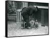 Gentoo Penguins with Keeper Albert White, London Zoo, C.1914-Frederick William Bond-Framed Stretched Canvas