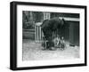 Gentoo Penguins with Keeper Albert White, London Zoo, C.1914-Frederick William Bond-Framed Photographic Print