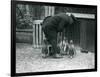 Gentoo Penguins with Keeper Albert White, London Zoo, C.1914-Frederick William Bond-Framed Photographic Print