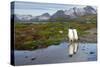 Gentoo Penguins with Mountains in Background-null-Stretched Canvas