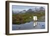 Gentoo Penguins with Mountains in Background-null-Framed Photographic Print