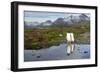 Gentoo Penguins with Mountains in Background-null-Framed Photographic Print