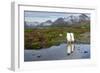 Gentoo Penguins with Mountains in Background-null-Framed Photographic Print