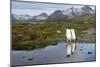 Gentoo Penguins with Mountains in Background-null-Mounted Photographic Print