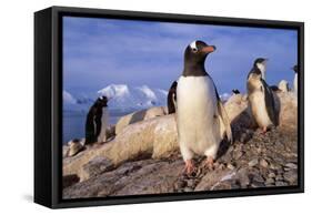 Gentoo Penguins-Paul Souders-Framed Stretched Canvas