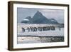 Gentoo Penguins-Doug Allan-Framed Photographic Print