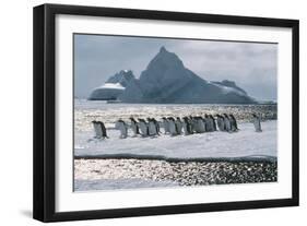 Gentoo Penguins-Doug Allan-Framed Photographic Print