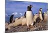 Gentoo Penguins-Paul Souders-Mounted Photographic Print