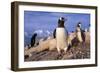 Gentoo Penguins-Paul Souders-Framed Photographic Print