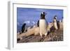 Gentoo Penguins-Paul Souders-Framed Photographic Print