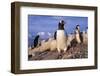 Gentoo Penguins-Paul Souders-Framed Photographic Print