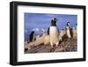 Gentoo Penguins-Paul Souders-Framed Photographic Print