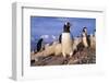 Gentoo Penguins-Paul Souders-Framed Photographic Print