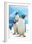 Gentoo Penguins-Lantern Press-Framed Art Print