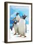 Gentoo Penguins-Lantern Press-Framed Art Print