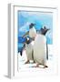 Gentoo Penguins-Lantern Press-Framed Art Print