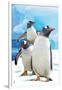 Gentoo Penguins-Lantern Press-Framed Art Print