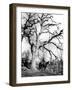 Genuine Cowhand-null-Framed Photographic Print