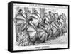 Genuine Enthusiasts, 1884-null-Framed Stretched Canvas