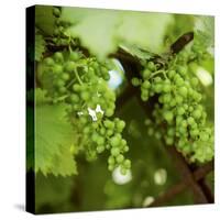 Genuine Wine: Thrives in a Sunny Spot-Eising Studio - Food Photo and Video-Stretched Canvas