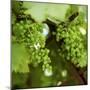 Genuine Wine: Thrives in a Sunny Spot-Eising Studio - Food Photo and Video-Mounted Photographic Print