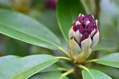 Close up of One Rhododendron Bud in A Garden-Geo-grafika-Photographic Print