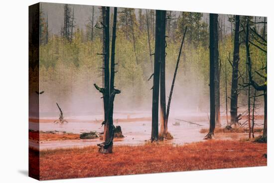 Geo Thermal Trees, Yellowstone National Park-null-Stretched Canvas