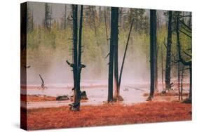 Geo Thermal Trees, Yellowstone National Park-null-Stretched Canvas